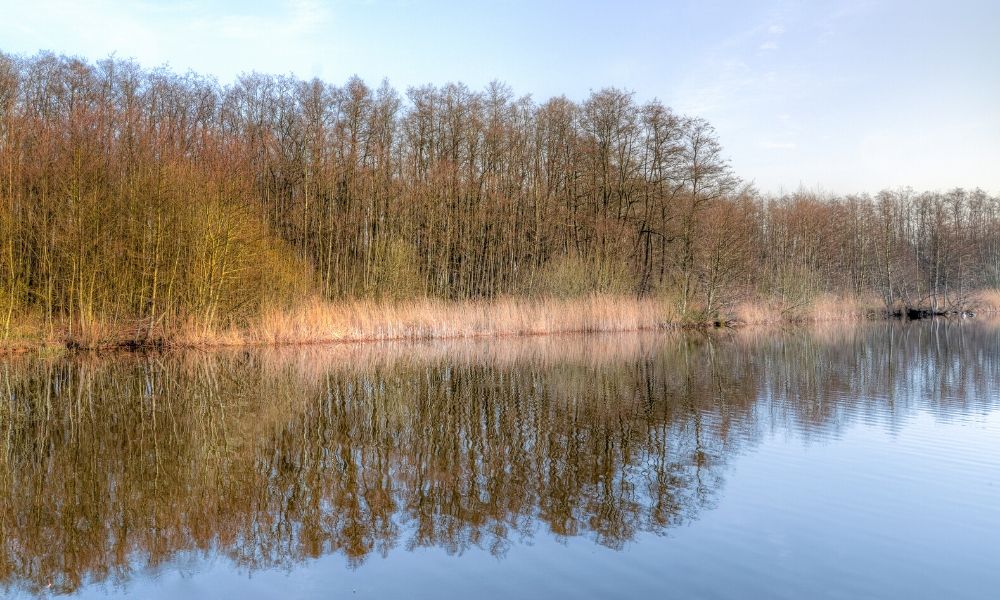 a body of water surrounded by trees