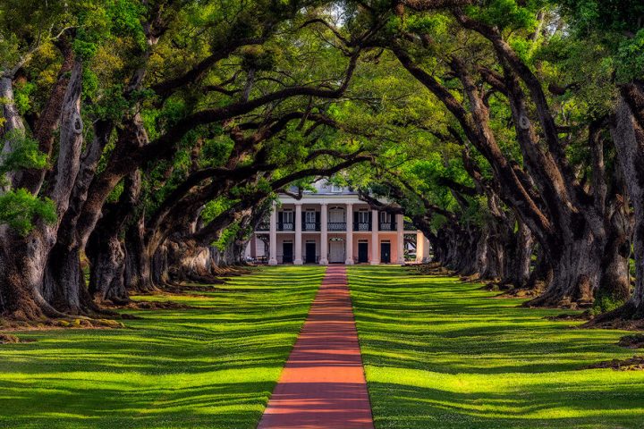 a tree in the middle of a lush green field