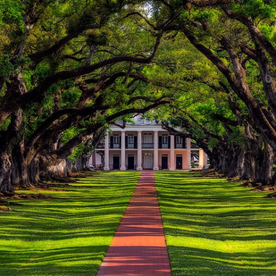 a tree in the middle of a lush green field