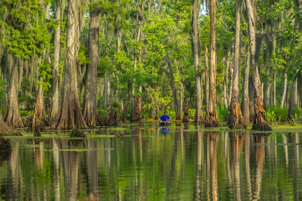 a kayak swamp tour
