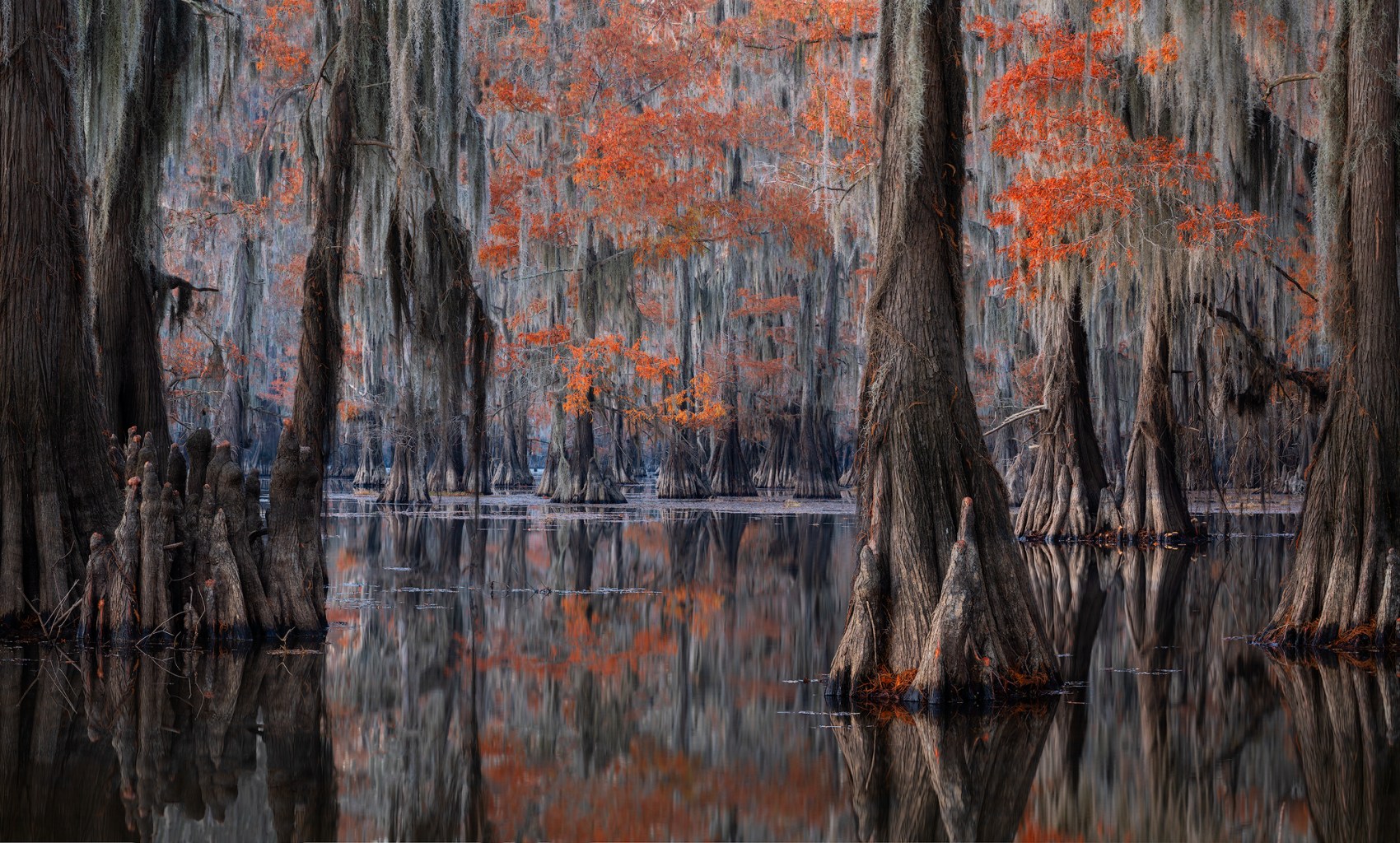 cypress, cypress swamp, cypress swamp photography, swamp photography, louisiana photography