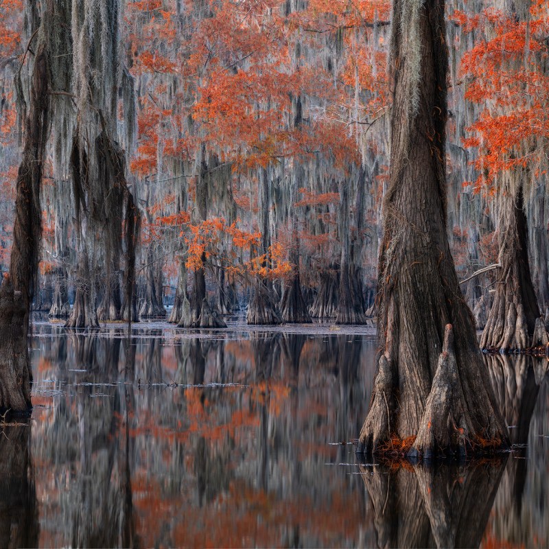 cypress, cypress swamp, cypress swamp photography, swamp photography, louisiana photography