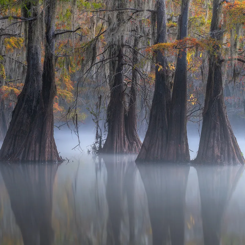 swamp, cypress swamp, swamp workshop, cypress swamp workshop