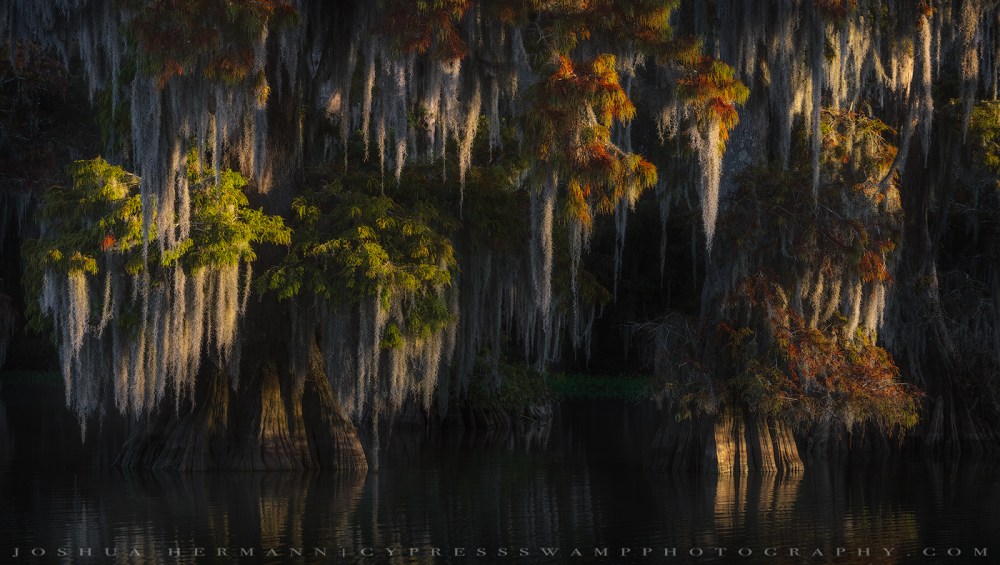 fall colors in the swamp on a photography workshop
