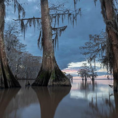 a tree next to a body of water