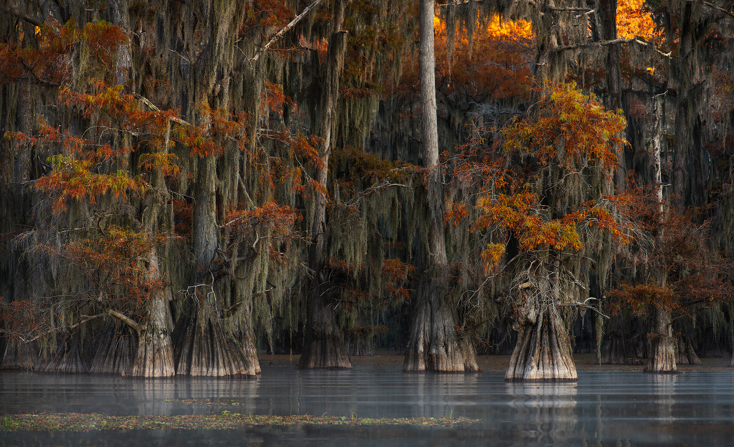 Fall Cypress Swamp fall cypress swamp the swamp