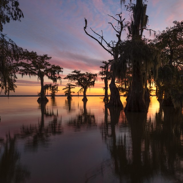 cypress swamp, cypress swamp photography, cypress swamp photography workshop, swamp photo tour, cypress swamp photo tours, louisiana landscape photography, louisiana landscape photographers