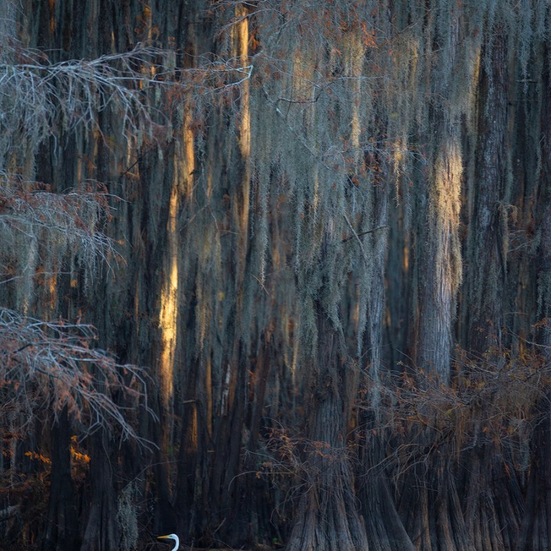 egret, bird photography, birds in the swamp, cypress tree and egret, nature photography, swamp wildlife photography