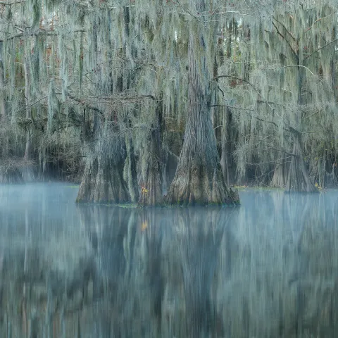 cypress morning fog
