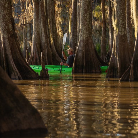 cypress swamp kayak photo tour