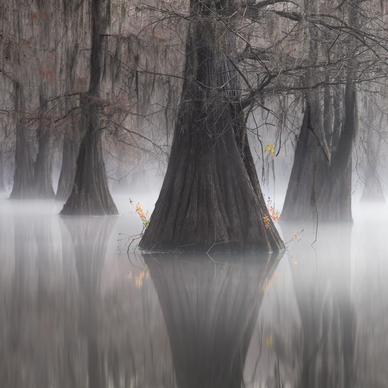 misty cypress panorama, cypress swamp photo tour, cypress swamp photography