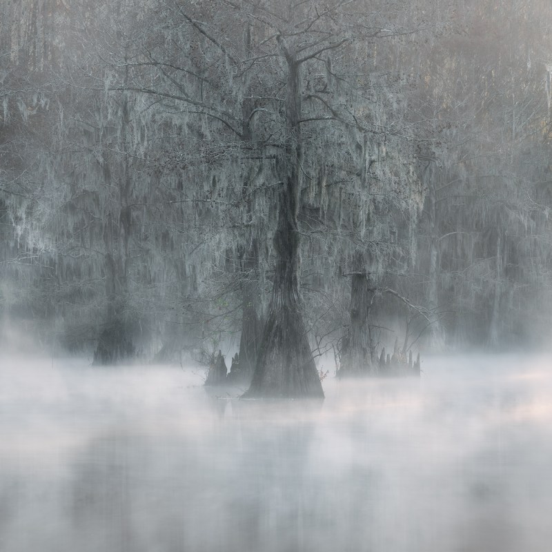 misty swamp photography, misty cypress swamp, swamp photography workshop