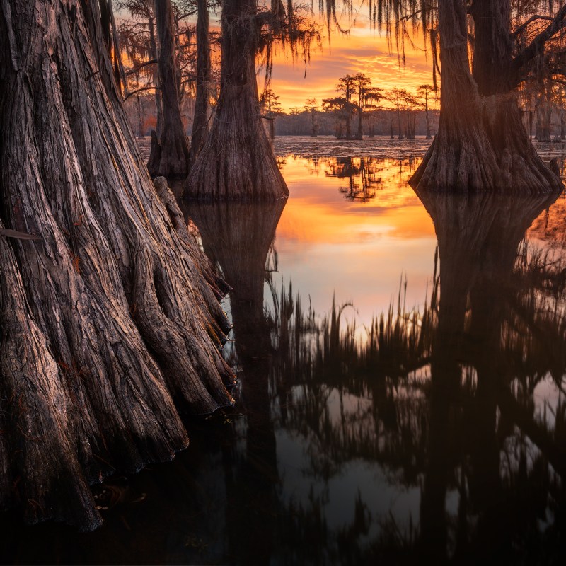 cypress wide angle view