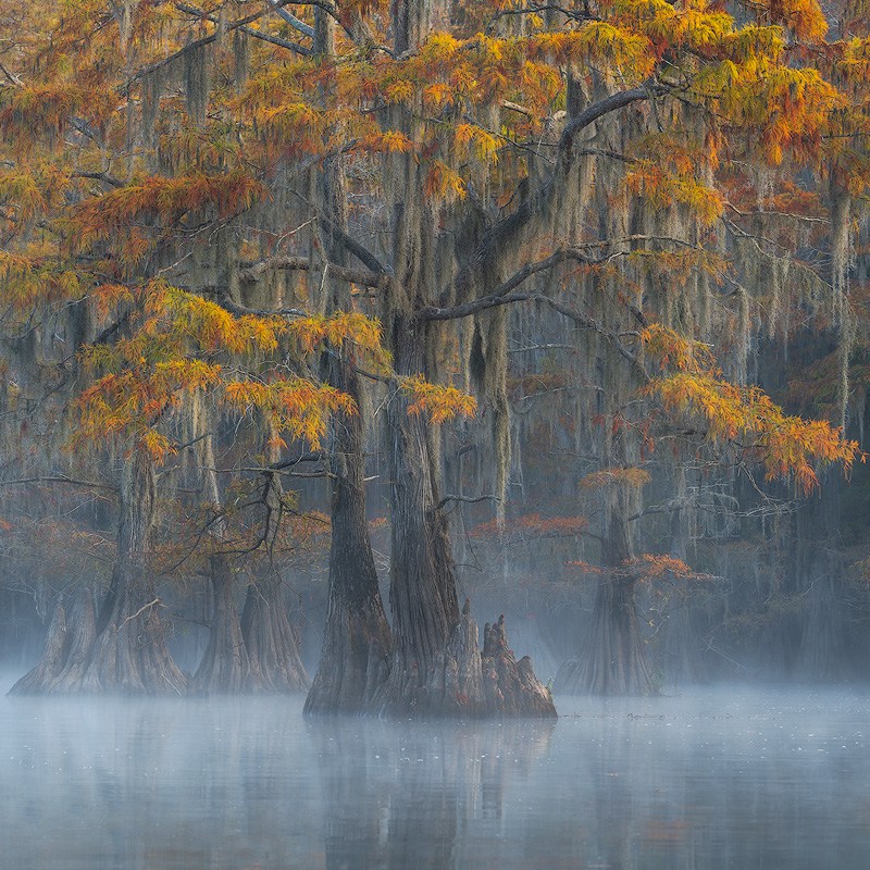 cypress cypress swamp workshop