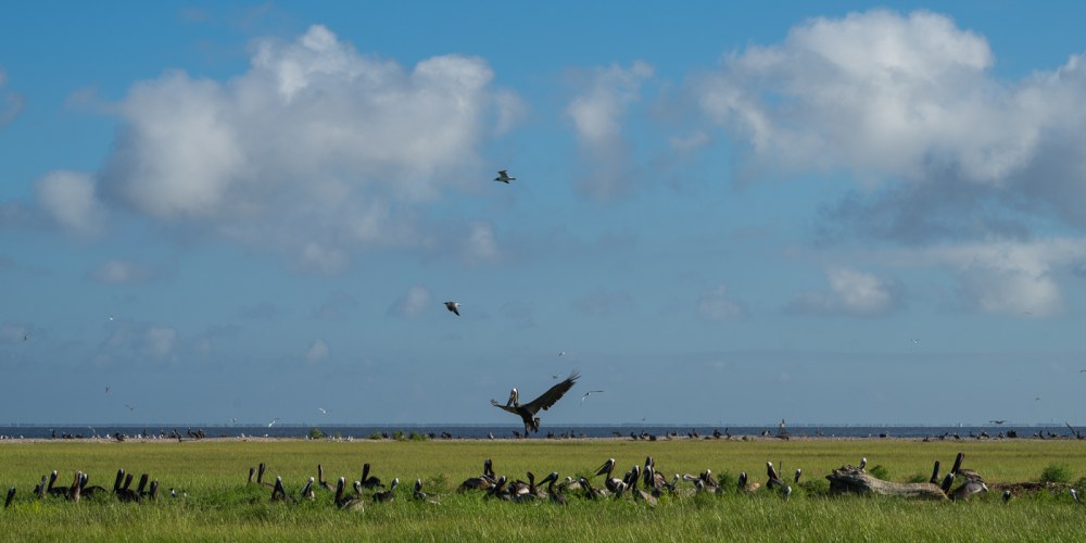 Pelicans on a new orleans birding tour