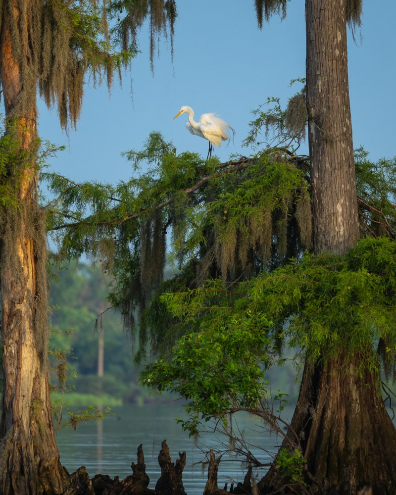 White egret perched on a tree branch over a swampy water area with mossy trees.
