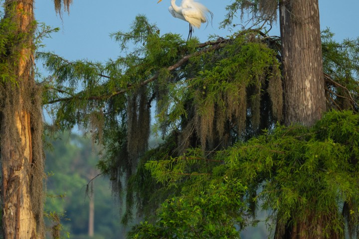 White egret perched on a tree branch over a swampy water area with mossy trees.
