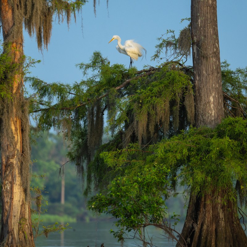 White egret perched on a tree branch over a swampy water area with mossy trees.