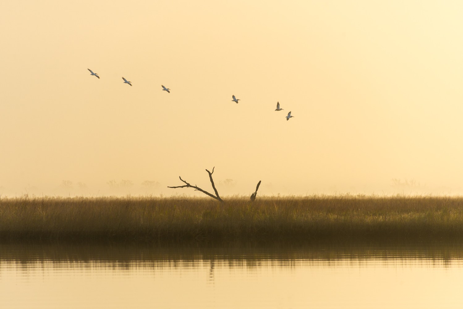 coastal marsh birding tour new orleans