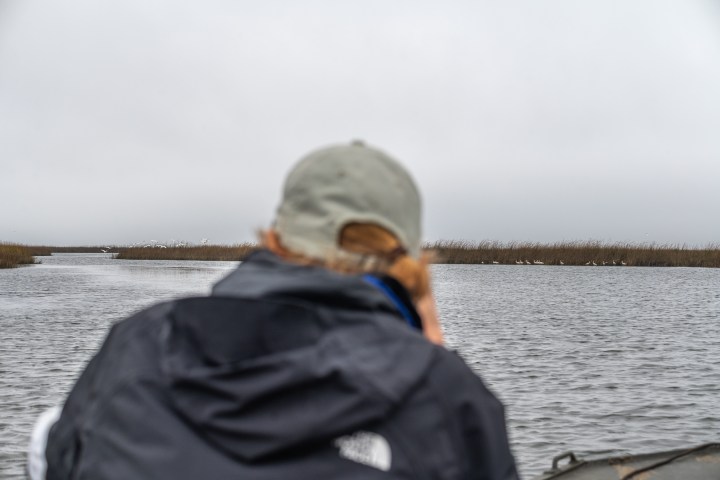 Louisiana birding in the marsh