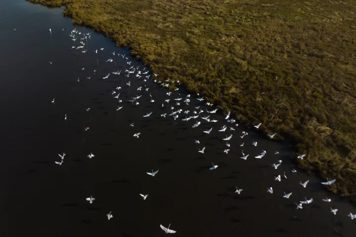 wading birds of Louisiana marsh