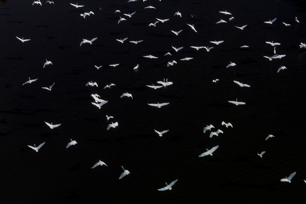 new orleands guided birding tour