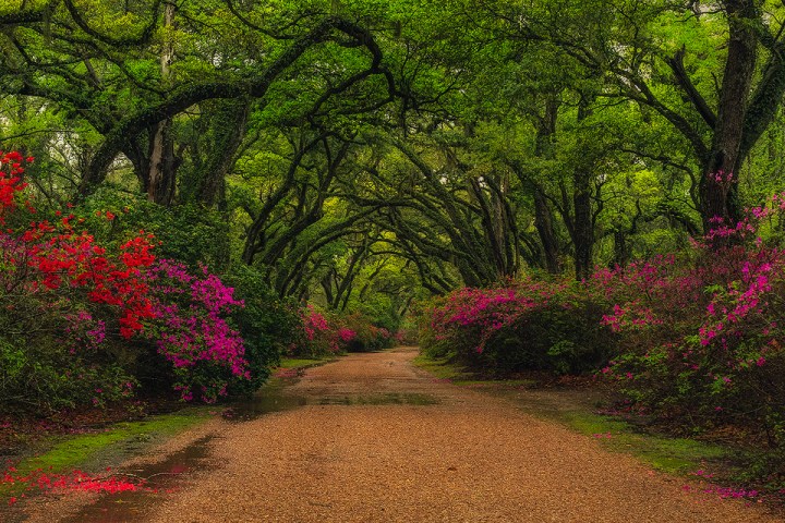 azaleas and live oak trees Louisiana