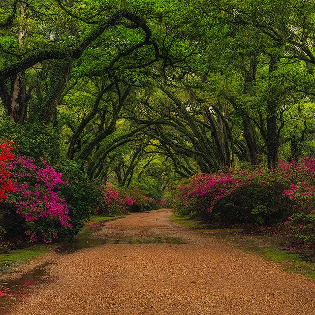 azaleas and live oak trees Louisiana