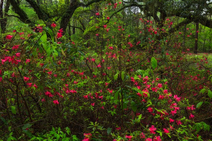 a colorful flower in front of a tree