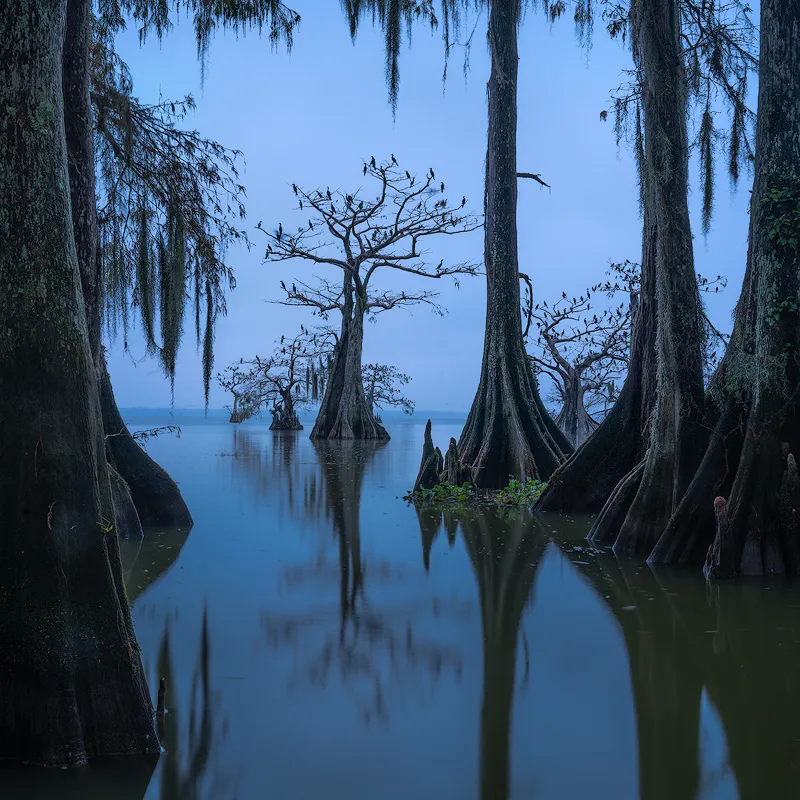 cormorant cypress tree