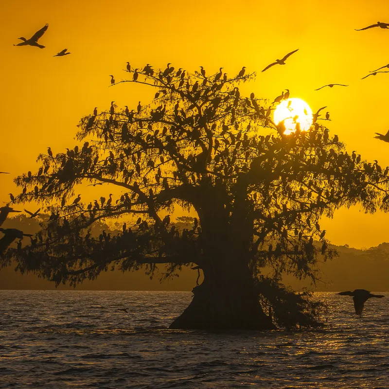cormorants in a cypress swamp at sunrise