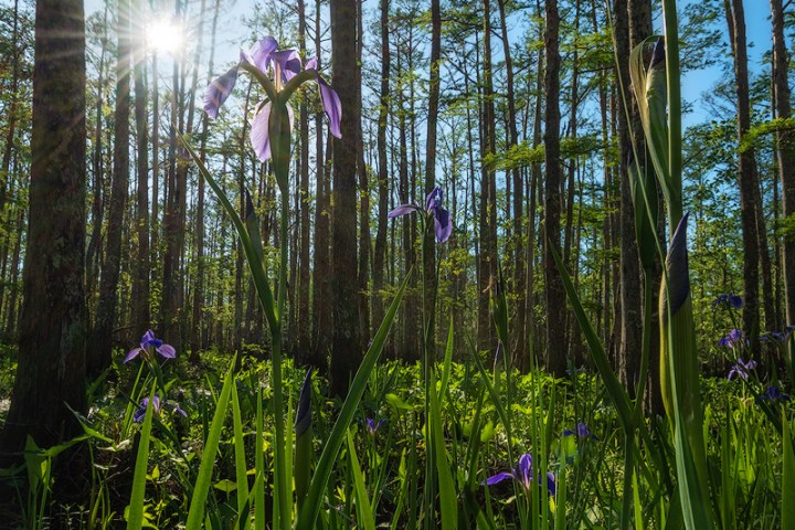 Louisiana wild iris