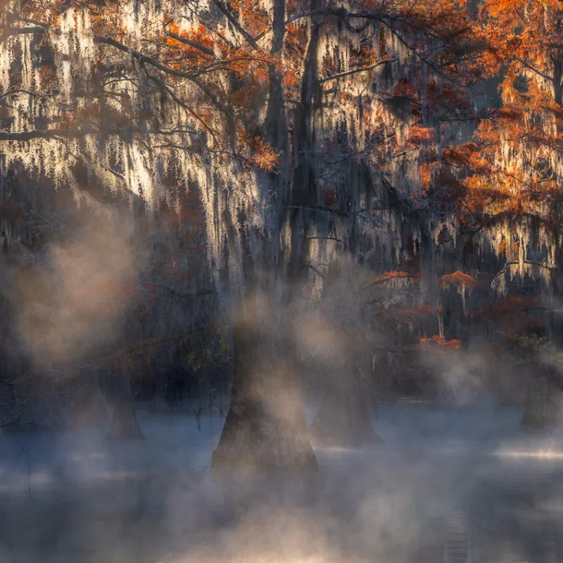 fall cypress swamp in the fog