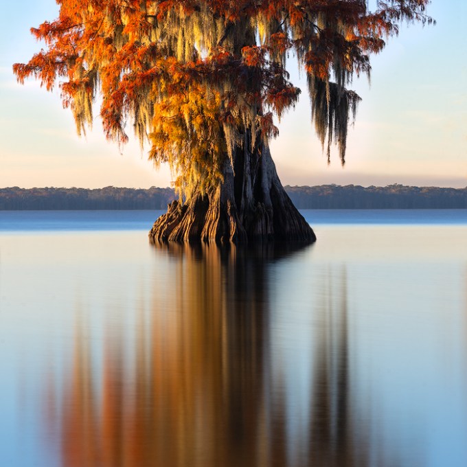 Ancient Fall Cypress