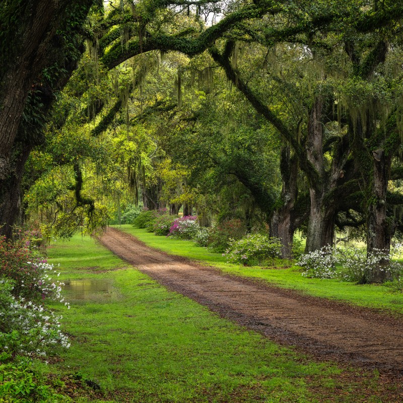 azalea oak alley