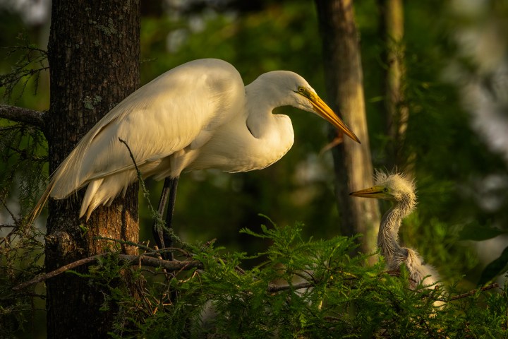 Great egret rookery in Louisiana