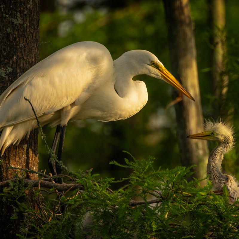 Great egret rookery in Louisiana
