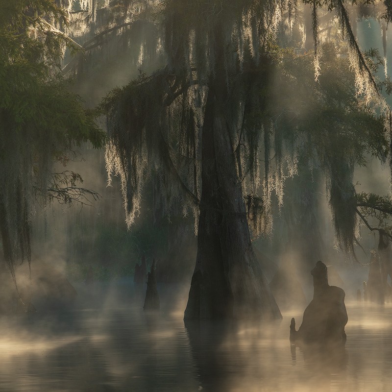 ancient cypress fog